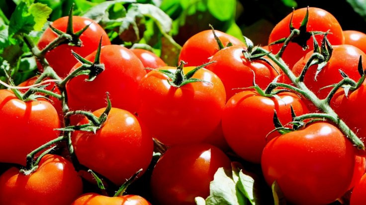 Rusya'ya iki yıl sonra ilk domates ihracı