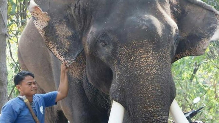 Tayland'ta alıkonan bir fil sahibini üstüne oturarak öldürdü
