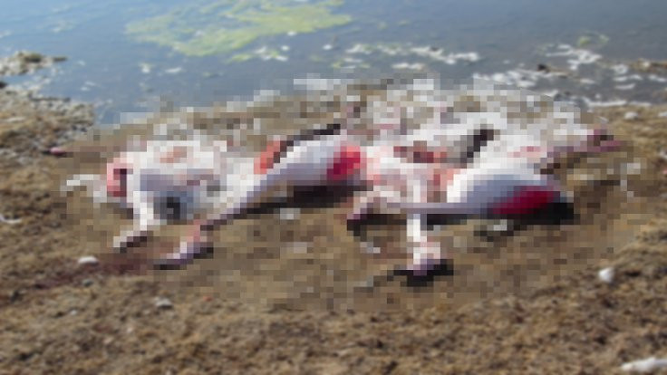 Akgöl Sazlığı'nda katliam: 6 flamingoyu tüfekle katlettiler!
