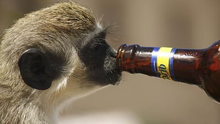 Alkolizm 'sarhoş maymunların mirası' mı?