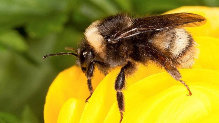 Arılar 57 farklı zehire maruz kalıyor