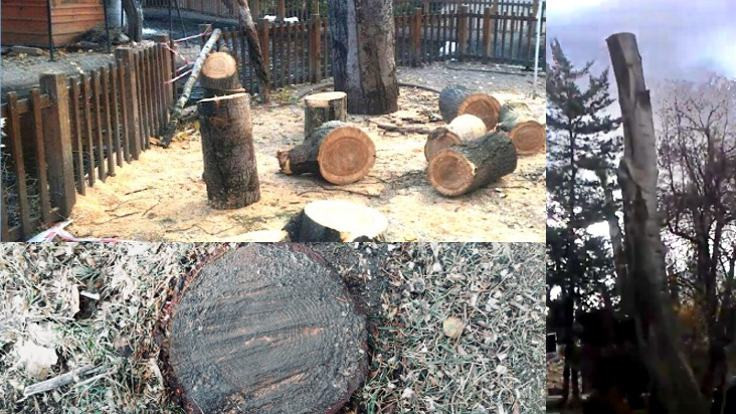 Orman Mühendisi Demirtaş: Kuğulu Park'ta yapılan budama değil odun alma