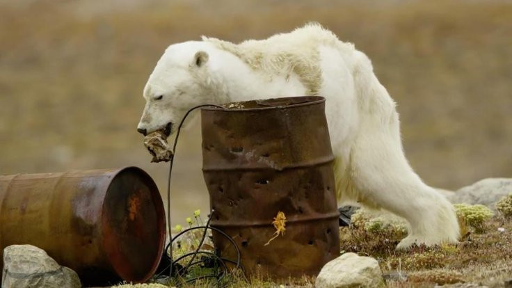 Açlıktan ölmek üzere olan kutup ayısı infial yarattı