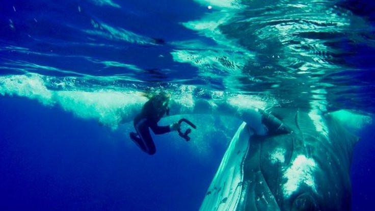 Balina biyoloğu köpekbalığından kurtardı!