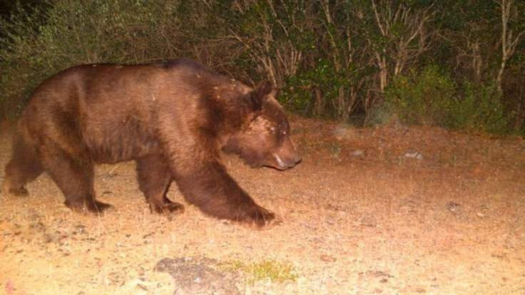 'Anadolu Parsı' denilen ayak izleri bozayının çıktı  