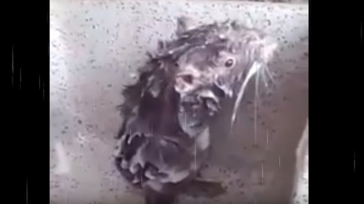 İnsan gibi duş alan fare: Göründüğü kadar 'masum' mu?