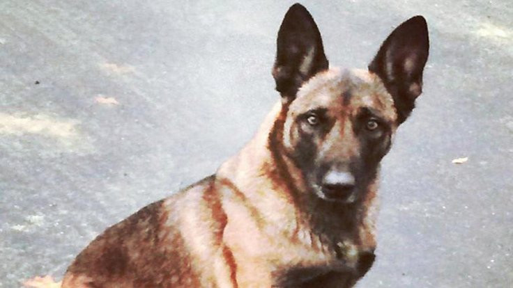 Polis köpeğini ısırdı ve tutuklandı