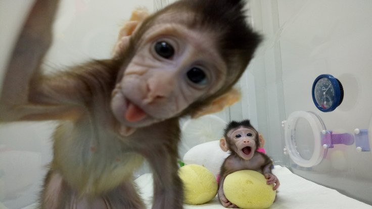 Maymunlar ilk kez Çin'de klonlandı