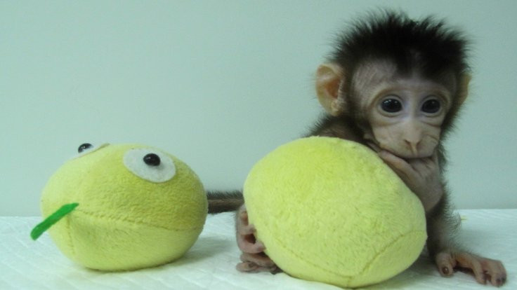 Maymunlar ilk kez Çin'de klonlandı - Sayfa 4
