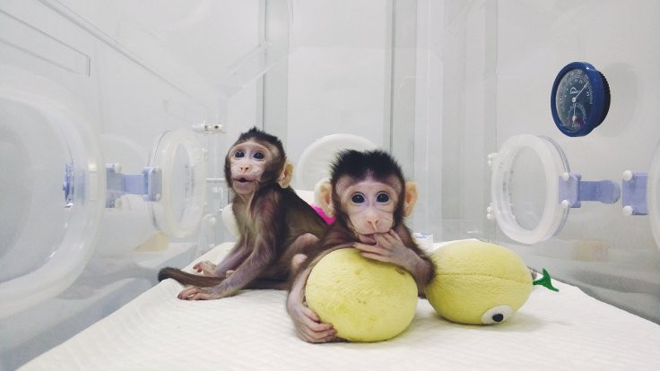 Maymunlar ilk kez Çin'de klonlandı - Sayfa 1