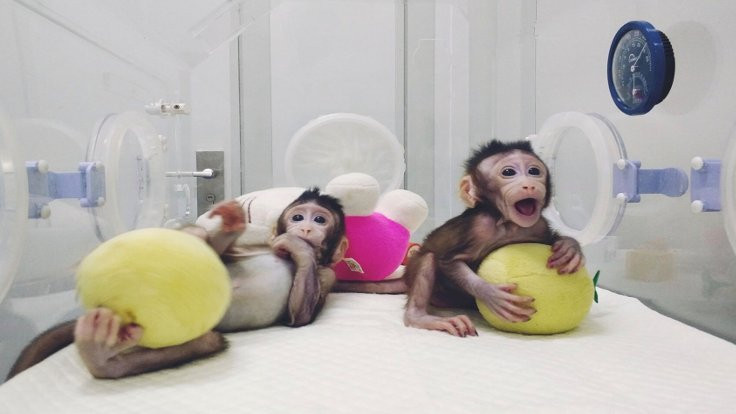 Maymunlar ilk kez Çin'de klonlandı - Sayfa 2