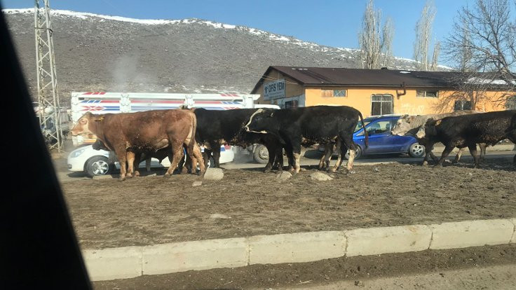 Kars'ta hayvan pazarları şap nedeniyle 35 gün kapatıldı