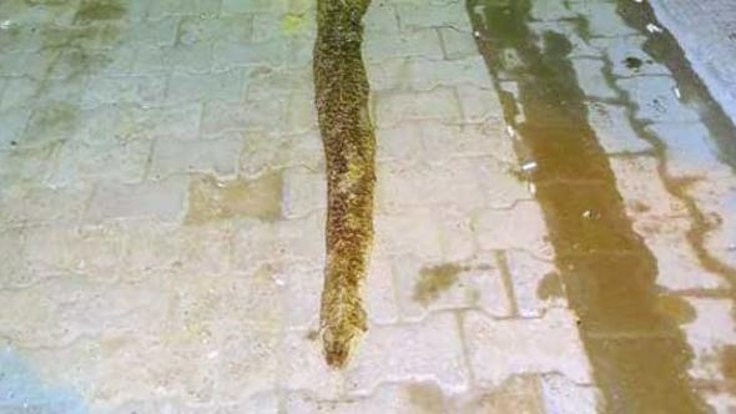 Şarköy'de 3 metrelik piton bulundu!