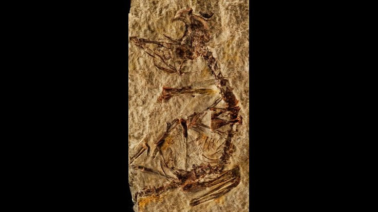 Eşsiz bir fosil bulundu! - Sayfa 2