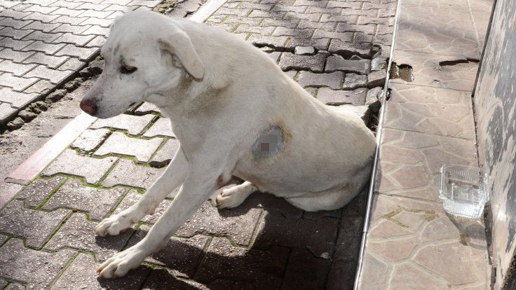 Adana'da sokak köpeğini jiletle yaraladılar