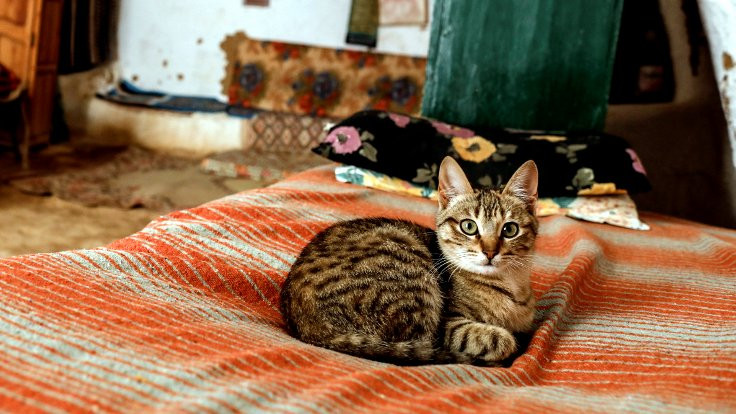 Kavgayı yere yatarak ayıran kedi