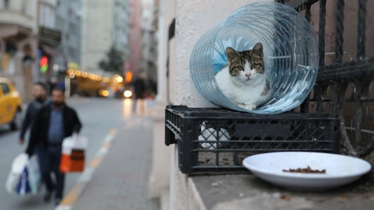 Türkiye neden kedilere takıntılı?