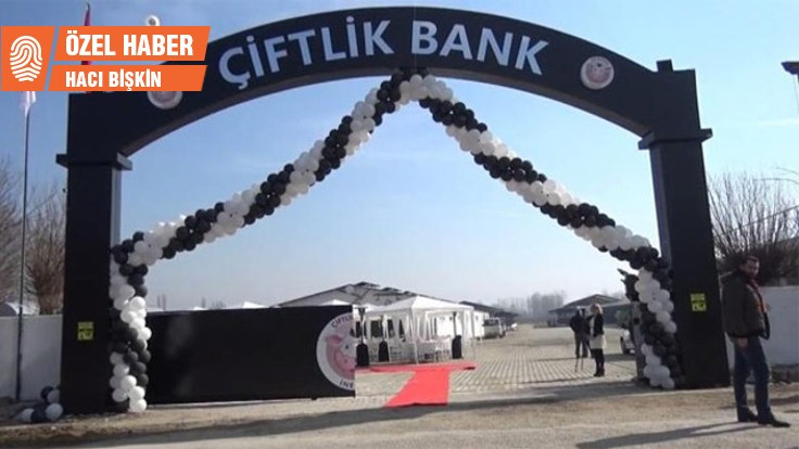 'Türkiye'den umudu kesince Çiftlik Bank'a girdik'