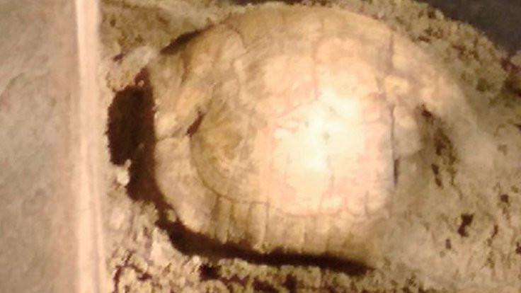 Roma mezarında kaplumbağa kabuğu çıktı