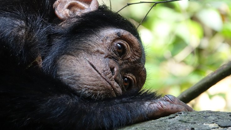 Şempanzelerin yuvası insan yatağından temiz çıktı!
