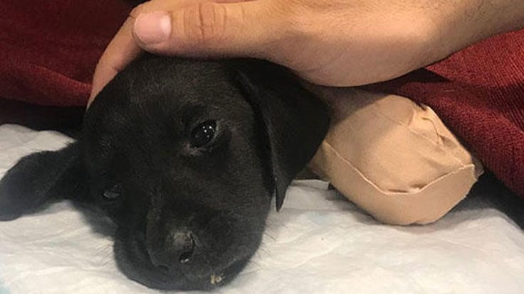 İşkence edilen yavru köpek kurtarılamadı