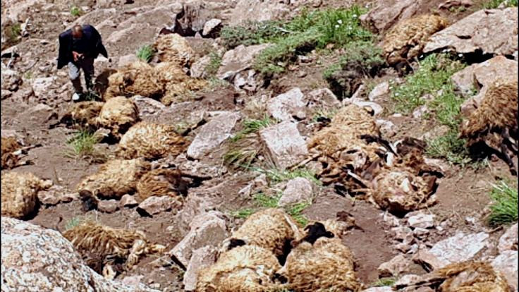 500 koyun intihar etti