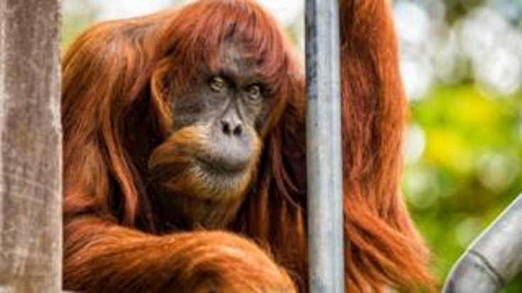 Dünyanın en yaşlı Sumatra orangutanı öldü