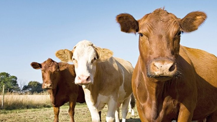 Rusya'dan sığır eti ithal edilecek