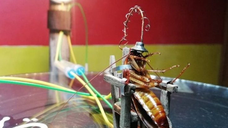 Hamam böceğini elektrikli sandalyede idam etti