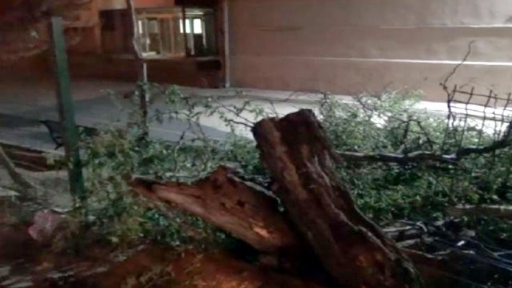 Silivri'de sağanak ve fırtınada ağaçlar devrildi