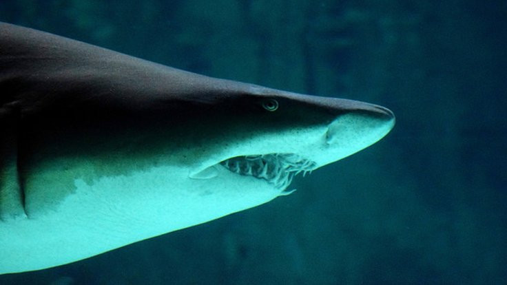 New York'ta 70 yıl sonra köpek balığı saldırısı