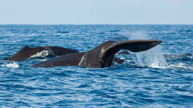 İzlanda'ya mavi balina avcılığı suçlaması