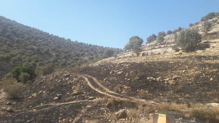 Ömeryan'da 1274 hektar orman yandı