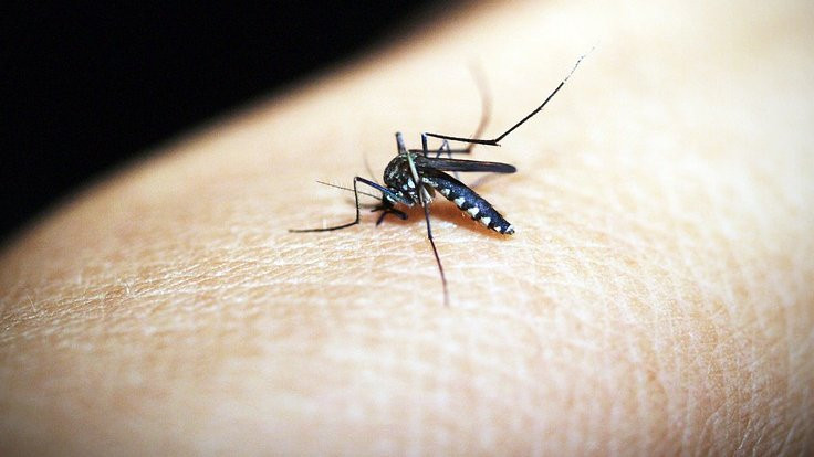 Sivrisineklerden kurtulmanın 5 yolu