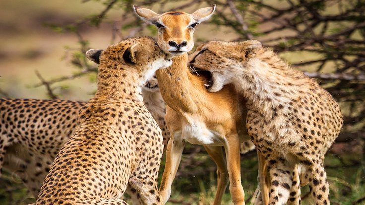 'Yavruları için kendini feda eden anne antilop' hikayesi sahte çıktı!