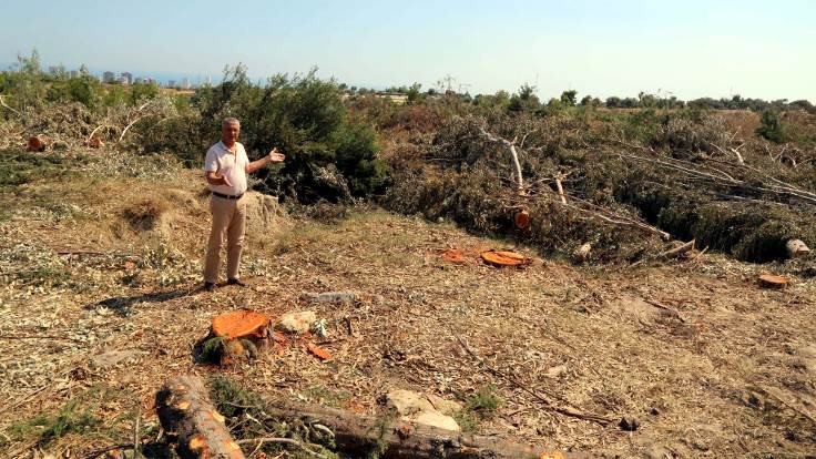 Hazine arazisindeki 300 ağacı kestiler