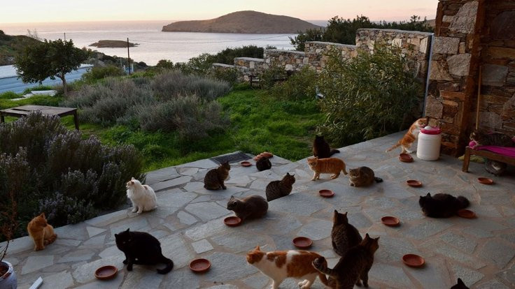 Ada manzarasında 55 kediye bakıcı aranıyor