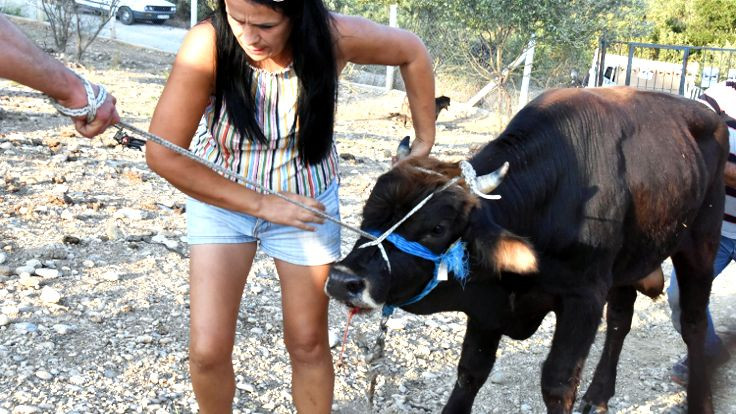 Özgürlüğe kaçan 'Ferdinand' İzmir'de!