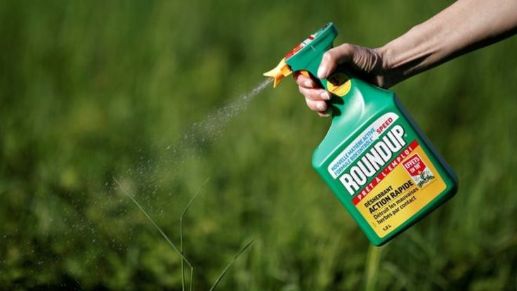 Monsanto'ya tarım ilacı Roundup için rekor tazminat cezası