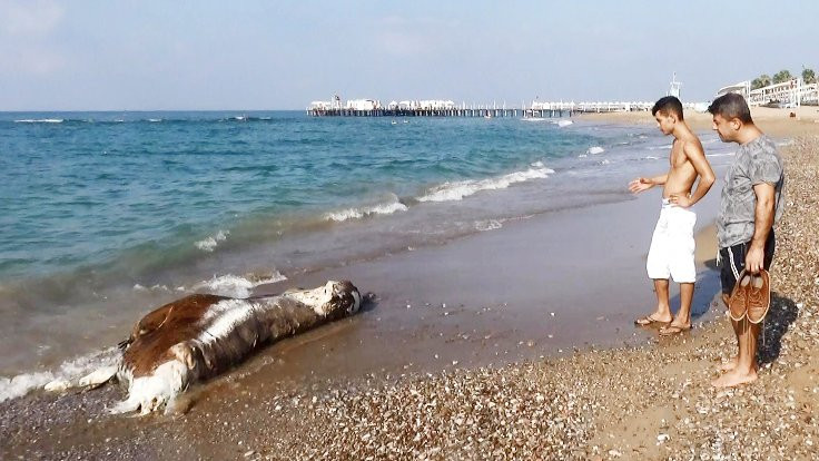 Antalya'da sahile inek ölüsü vurdu