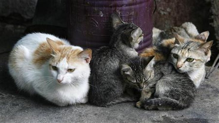 Yeni Zelanda'da 'kedi besleme' yasağı