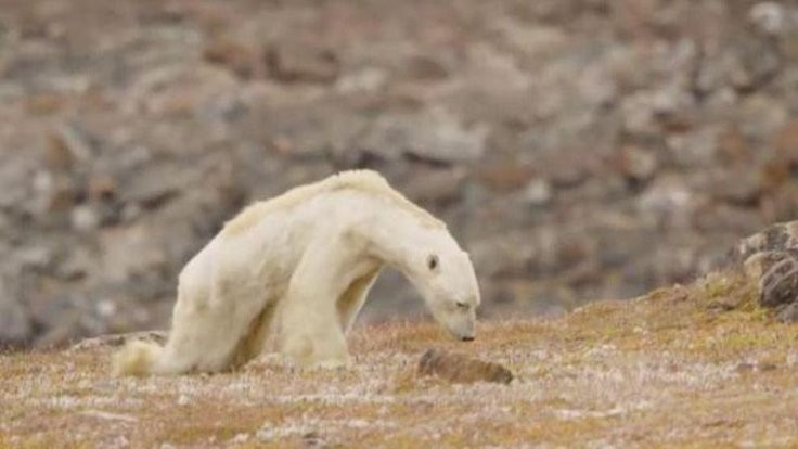 National Geographic'den kutup ayısı itirafı!