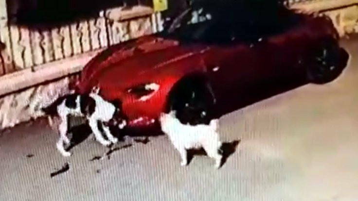 Köpekler lüks otomobilin tamponunu parçaladı