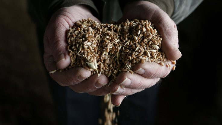 Güldal: 250 bin ton ekmeklik buğday ithal edeceğiz