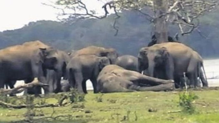 300 fil liderleri için bir arada yas tuttu