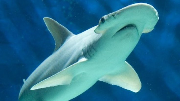 Kayıp turistin eli köpekbalığının midesinde çıktı