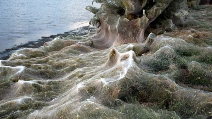 Yunanistan'da bir sahil örümcek ağıyla kaplandı