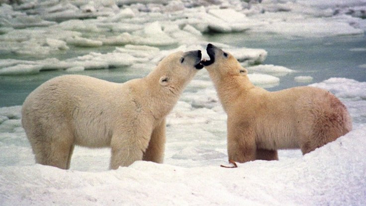 Çiftleşen kutup ayılarını korkuttu: 30 gün hapis!
