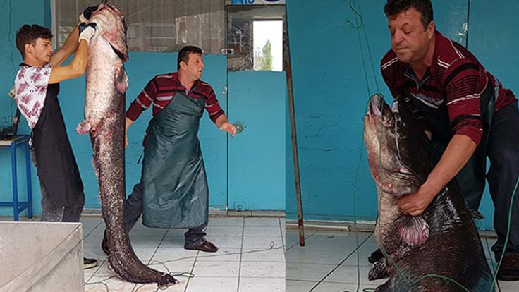 İznik Gölü’nde 2 metrelik bir yayın balığı yakalandı