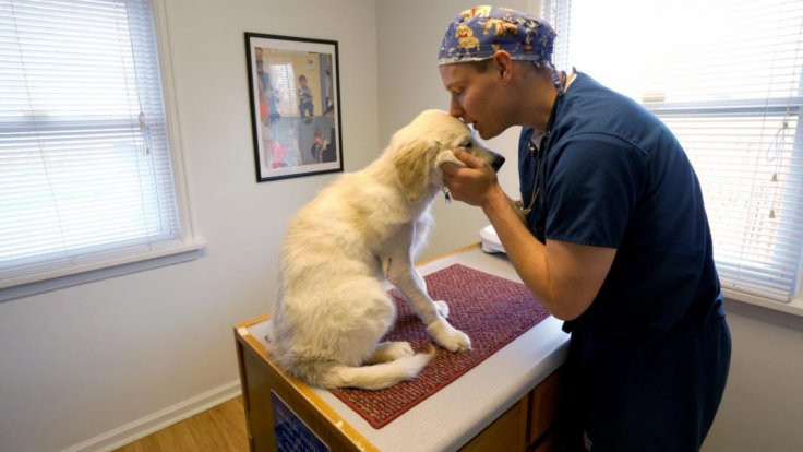 Yoğun bakım hastalarına köpekli tedavi